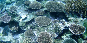 米原ビーチ川平側沖ドロップオフに生息する珊瑚群
