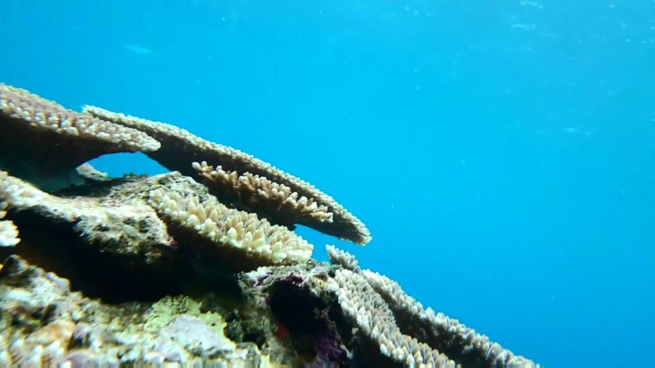 米原アウトリーフの珊瑚