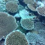 アウトリーフのドロップオフを埋め尽くす珊瑚群 -20210805