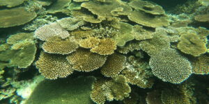 石垣島桴海の珊瑚群(2021.09.10)
