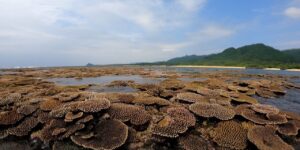 干潮時海上に晒される石垣島北部の珊瑚群(2022.04.19)