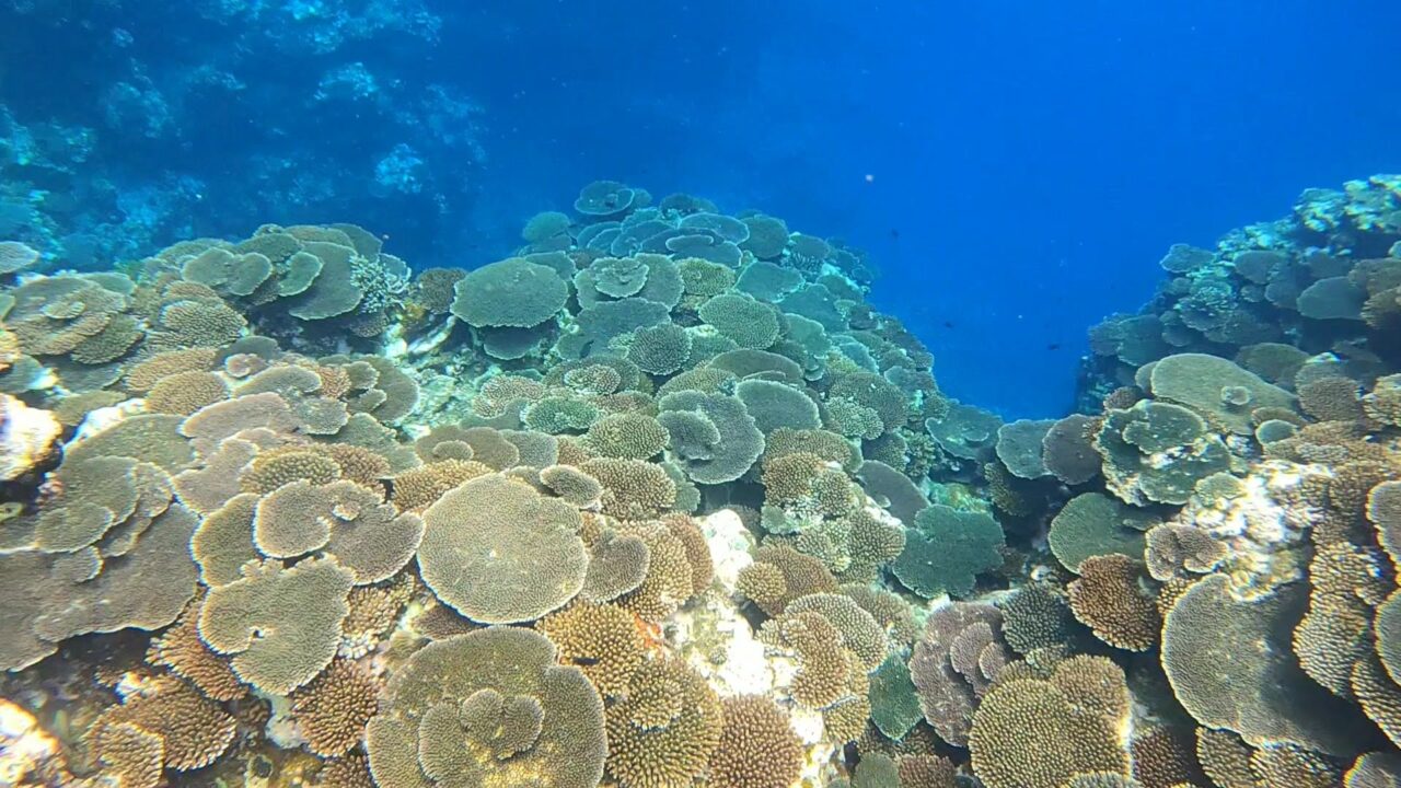 崎枝ビーチの珊瑚群(2022.06.14)