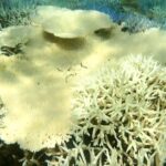 珊瑚の白化続報 -20220815-0819