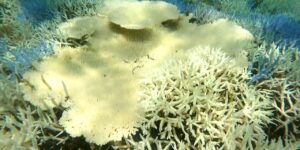 白化が止まらない珊瑚 - 石垣島桴海(2022.08.18)