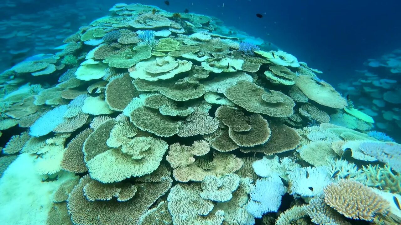 崎枝ビーチの珊瑚(2022.08.27)